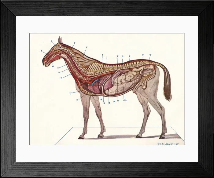 Framed Print : Vertical section of the body of a horse, c1907 (c1910). Artist: RE Holding Framed Print : Vertical section of the body of a horse, c1907 (c1910). Artist: RE Holding