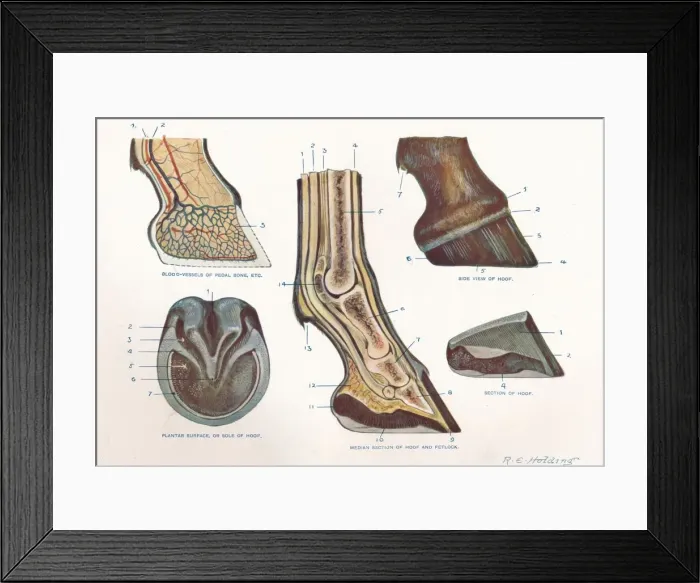 Framed Print : Structure of the foot of a horse, c1907 (c1910). Artist: RE Holding Framed Print : Structure of the foot of a horse, c1907 (c1910). Artist: RE Holding