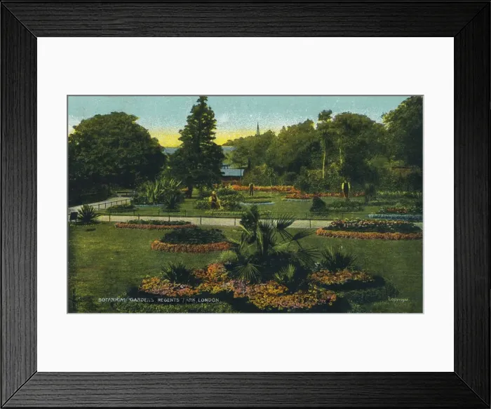 Framed Print : Botanical Gardens, Regents Park, London, c1910 Framed Print : Botanical Gardens, Regents Park, London, c1910