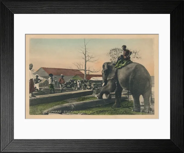 Framed Print : Elephant Stucking Timber, c1900 Framed Print : Elephant Stucking Timber, c1900