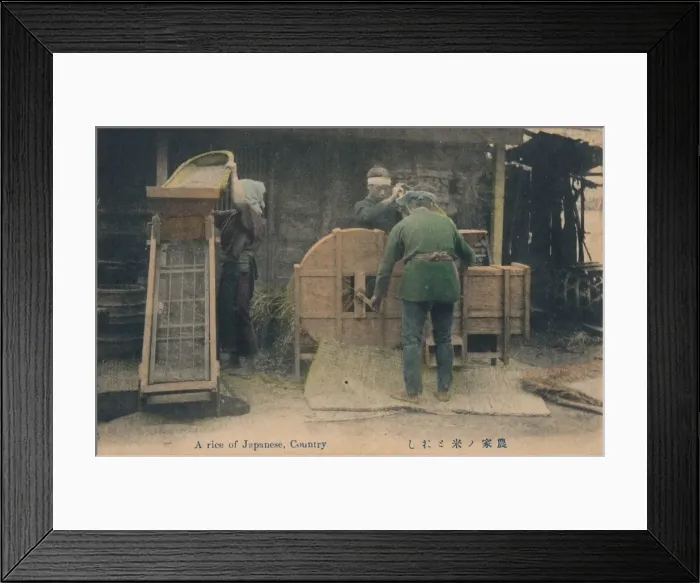 Framed Print : A rice of Japanese, Country, c1910 Framed Print : A rice of Japanese, Country, c1910