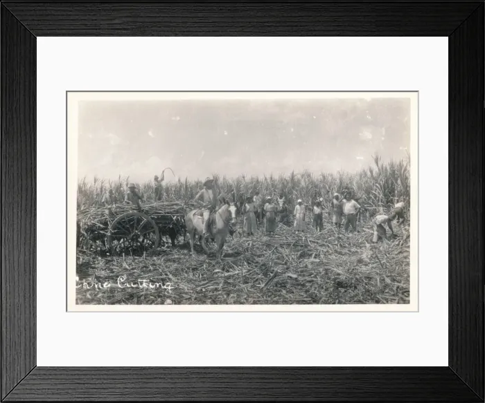Framed Print : Cane Cutting, c1930 Framed Print : Cane Cutting, c1930