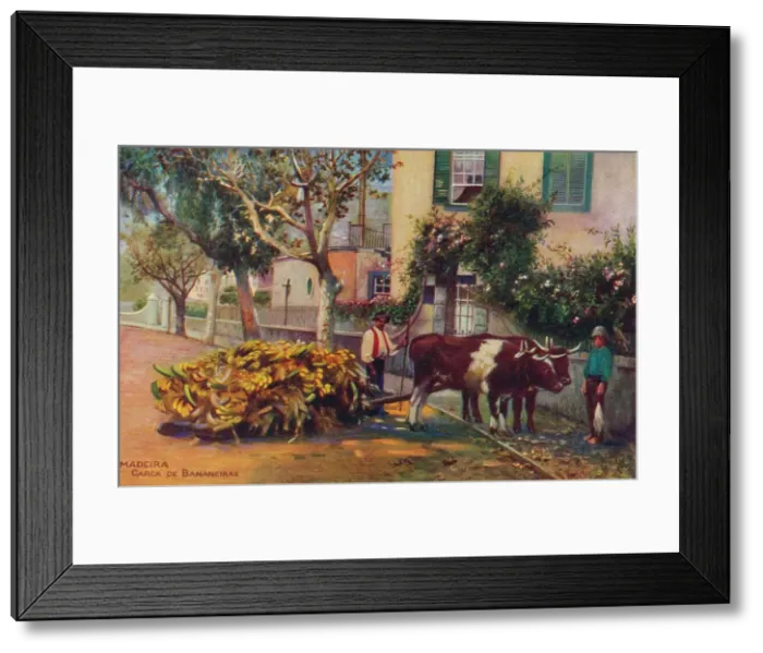 Framed Print : Madeira - Carca De Bananeiras, c1940 Framed Print : Madeira - Carca De Bananeiras, c1940