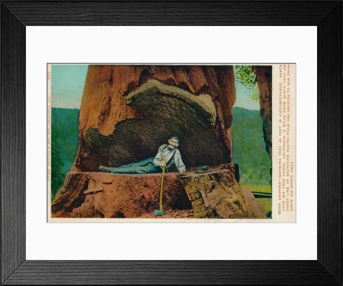 Framed Print : Wood Chopper -Showing Tree 46 Feet in Circumference. Santa Cruz Big Tree Grove, California, c1909 Framed Print : Wood Chopper -Showing Tree 46 Feet in Circumference. Santa Cruz Big Tree Grove, California, c1909