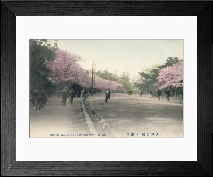 Framed Print : Cherry Blossoms At Uyeno Park Tokyo, c1910 Framed Print : Cherry Blossoms At Uyeno Park Tokyo, c1910