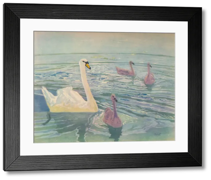 Framed Print : Swan and Cygnets, 1911, (1928). Artist: William Giles Framed Print : Swan and Cygnets, 1911, (1928). Artist: William Giles