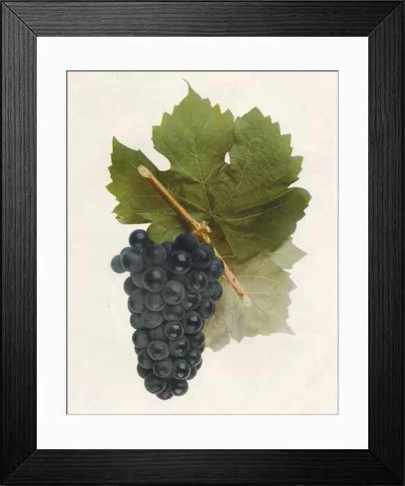 Framed Print : Hybrid Franc, 1908 Framed Print : Hybrid Franc, 1908