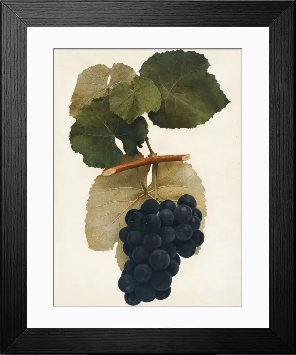 Framed Print : Herbert, 1908 Framed Print : Herbert, 1908
