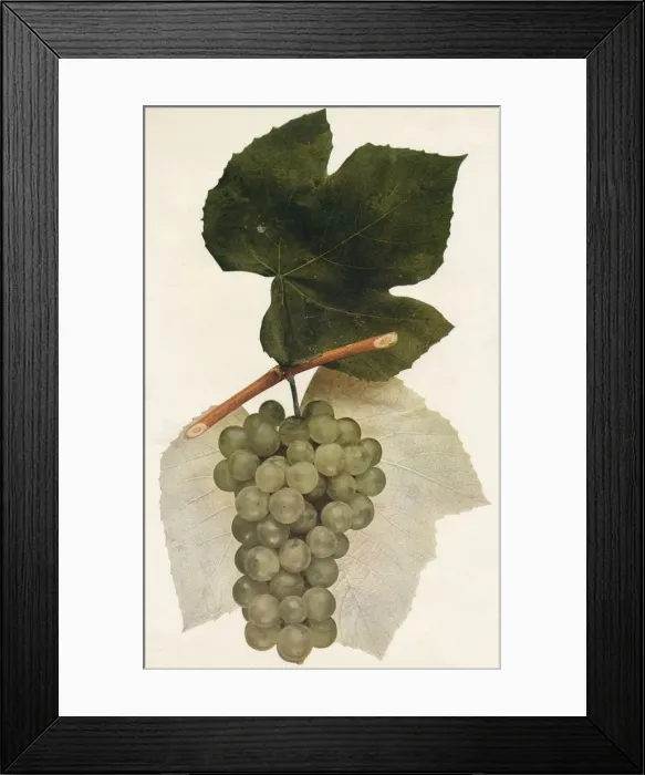 Framed Print : Hidalgo, 1908 Framed Print : Hidalgo, 1908