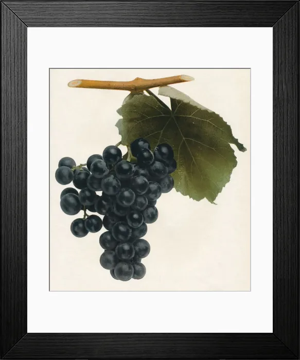 Framed Print : Isabella, 1908 Framed Print : Isabella, 1908