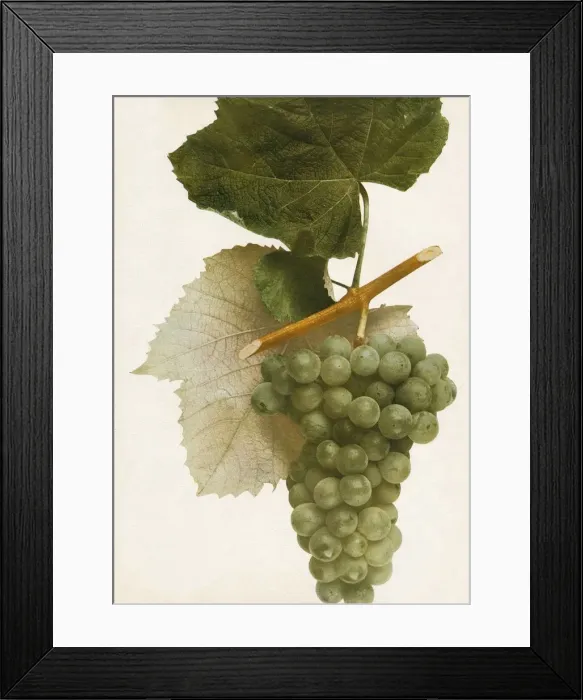 Framed Print : Triumph, 1908 Framed Print : Triumph, 1908
