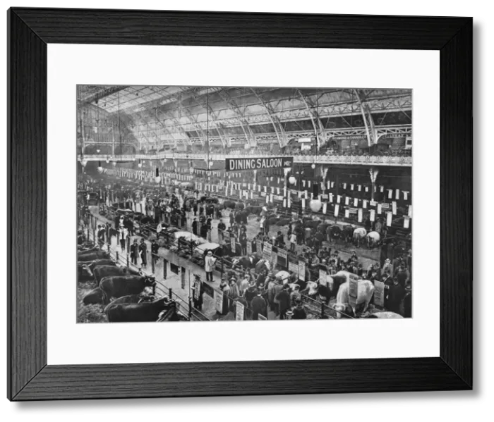 Framed Print : At the Smithfield Club cattle show, Agricultural Hall, Islington, London, 1902 (1903) Framed Print : At the Smithfield Club cattle show, Agricultural Hall, Islington, London, 1902 (1903)