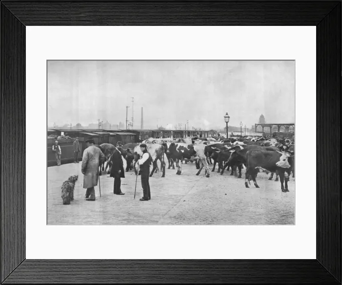 Framed Print : Detraining cattle, LNWR depot, York Road, London, c1903 (1903) Framed Print : Detraining cattle, LNWR depot, York Road, London, c1903 (1903)
