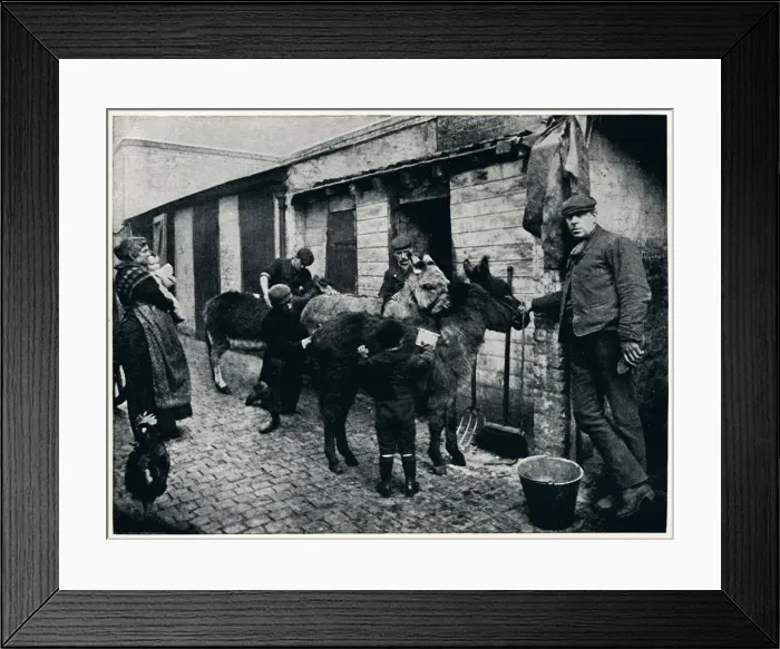 Framed Print : Grooming costers donkeys, London, c1903 (1903) Framed Print : Grooming costers donkeys, London, c1903 (1903)