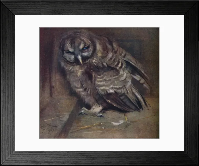 Framed Print : A Young Brown Owl, 1907. Artist: Edwin John Alexander Framed Print : A Young Brown Owl, 1907. Artist: Edwin John Alexander