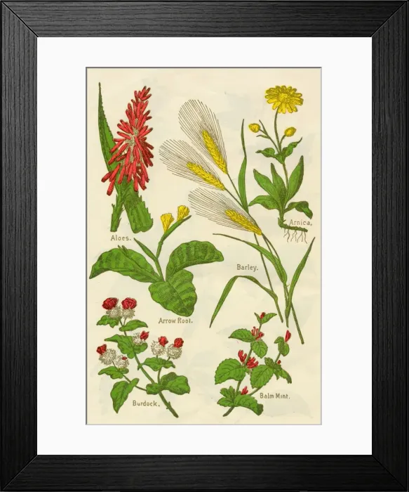 Framed Print : Flowers: Aloes, Arnica, Arrow Root, Barley, Balm Mint, Burdock, c1940 Framed Print : Flowers: Aloes, Arnica, Arrow Root, Barley, Balm Mint, Burdock, c1940