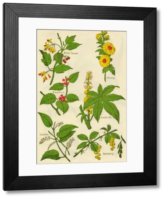 Framed Print : Flowers: Bitter Sweet, Buckthorn, Cubebs, Chicory, Castor Oil, Barberry, c1940 Framed Print : Flowers: Bitter Sweet, Buckthorn, Cubebs, Chicory, Castor Oil, Barberry, c1940