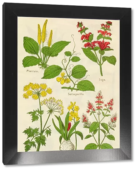 Flowers: Plantain, Sarsaparilla, Sage, Parsley, Squill, Peppermint, c1940