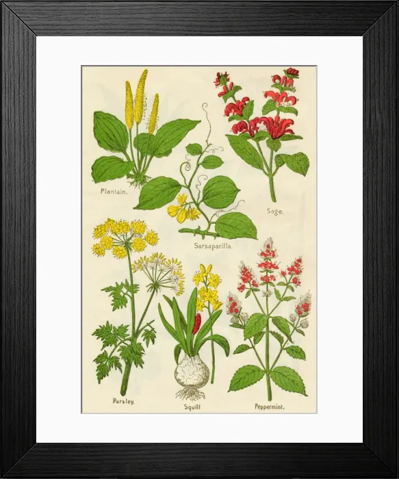 Framed Print : Flowers: Plantain, Sarsaparilla, Sage, Parsley, Squill, Peppermint, c1940 Framed Print : Flowers: Plantain, Sarsaparilla, Sage, Parsley, Squill, Peppermint, c1940