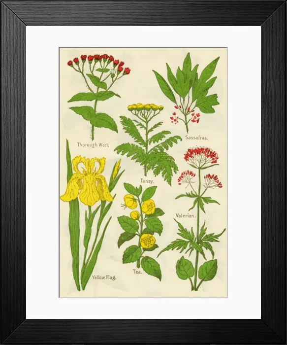 Framed Print : Flowers: Thorough Wort, Tansy, Sassafras, Valerian, Yellow Flag, Tea, Valerian, c1940 Framed Print : Flowers: Thorough Wort, Tansy, Sassafras, Valerian, Yellow Flag, Tea, Valerian, c1940