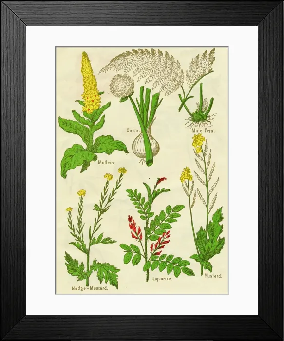 Framed Print : Flowers: Mullein, Onion, Male Fern, Nodge-Mustard, Liquorice, Mustard, c1940 Framed Print : Flowers: Mullein, Onion, Male Fern, Nodge-Mustard, Liquorice, Mustard, c1940