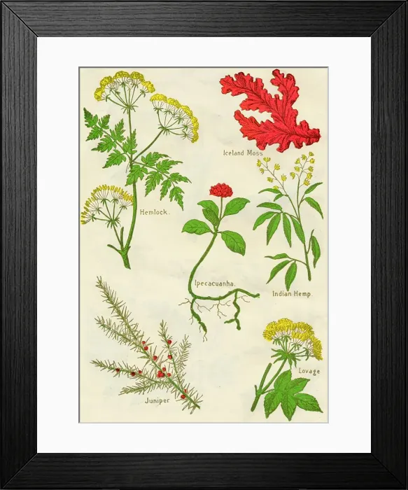 Framed Print : Flowers: Hemlock, Iceland Moss, Ipecacuanha, Indian Hemp, Juniper, Lovage, c1940 Framed Print : Flowers: Hemlock, Iceland Moss, Ipecacuanha, Indian Hemp, Juniper, Lovage, c1940