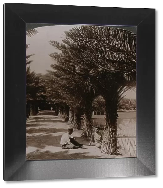 Tropical beauty of an avenue of date palms, Moanalua near Honolulu, H. Is. c1900