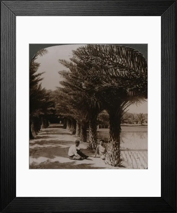 Framed Print : Tropical beauty of an avenue of date palms, Moanalua near Honolulu, H. Is. c1900 Framed Print : Tropical beauty of an avenue of date palms, Moanalua near Honolulu, H. Is. c1900