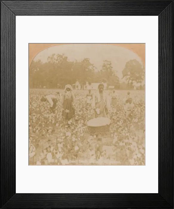 Framed Print : Cotton-Picking. c1900 Framed Print : Cotton-Picking. c1900
