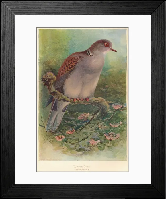 Framed Print : Turtle Dove (Turtur auritus), 1900, (1900). Artist: Charles Whymper Framed Print : Turtle Dove (Turtur auritus), 1900, (1900). Artist: Charles Whymper