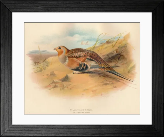 Framed Print : Pallass Sand-Grouse (Syrrhaptes paradoxus), 1900, (1900). Artist: Charles Whymper Framed Print : Pallass Sand-Grouse (Syrrhaptes paradoxus), 1900, (1900). Artist: Charles Whymper