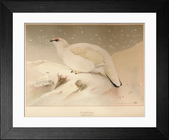 Framed Print : Ptarmigan (Lagopus mutus), 1900, (1900). Artist: Charles Whymper Framed Print : Ptarmigan (Lagopus mutus), 1900, (1900). Artist: Charles Whymper