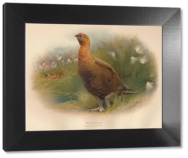 Red Grouse (Lagopus scoticus), 1900, (1900). Artist: Charles Whymper