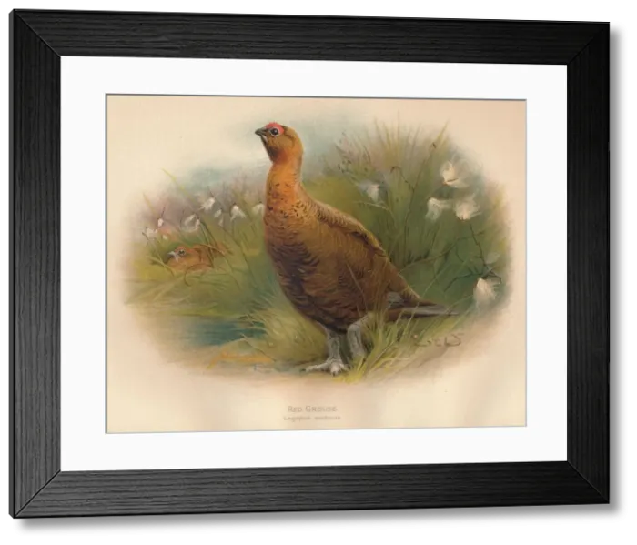 Framed Print : Red Grouse (Lagopus scoticus), 1900, (1900). Artist: Charles Whymper Framed Print : Red Grouse (Lagopus scoticus), 1900, (1900). Artist: Charles Whymper