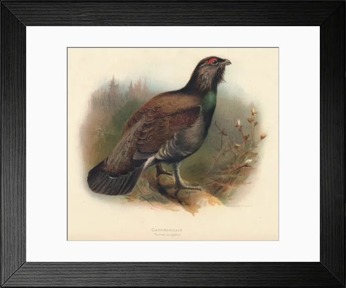Framed Print : Capercaillie (Tetrao urogallus), 1900, (1900). Artist: Charles Whymper Framed Print : Capercaillie (Tetrao urogallus), 1900, (1900). Artist: Charles Whymper