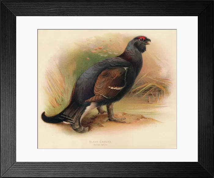 Framed Print : Black Grouse (Tetrau tetrix), 1900, (1900). Artist: Charles Whymper Framed Print : Black Grouse (Tetrau tetrix), 1900, (1900). Artist: Charles Whymper