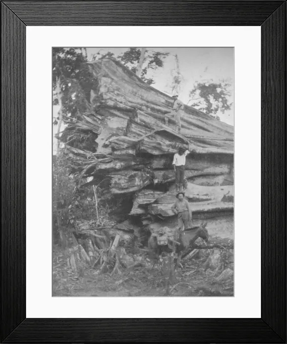 Framed Print : A big bit of Brazilian Timber, 1914 Framed Print : A big bit of Brazilian Timber, 1914