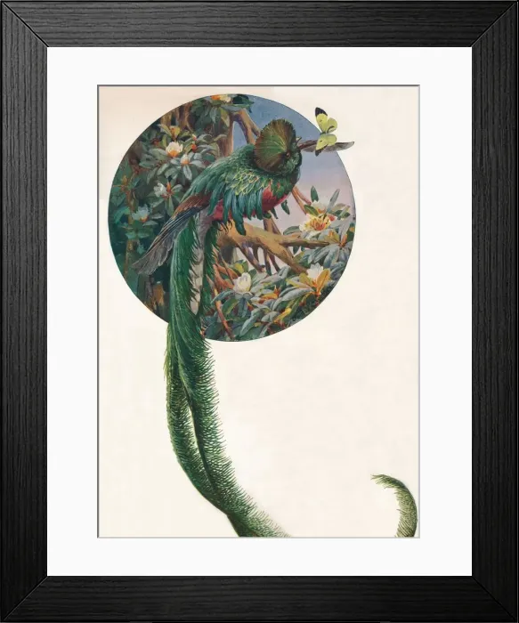 Framed Print : Long-tailed Trogons, c1910, (1911). Artist: Louis Fairfax Muckley Framed Print : Long-tailed Trogons, c1910, (1911). Artist: Louis Fairfax Muckley