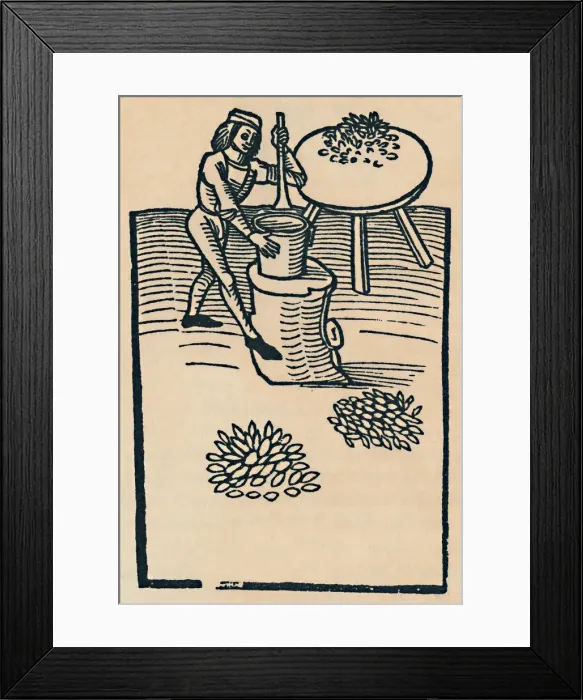 Framed Print : Crushing Herbs in a Mortar, 1947 Framed Print : Crushing Herbs in a Mortar, 1947