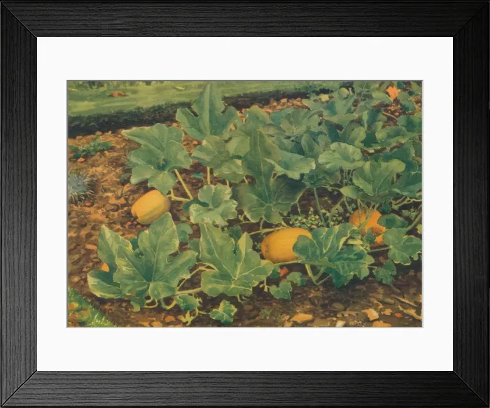 Framed Print : Vegetable Marrows, 1947. Artist: JE Sowerby Framed Print : Vegetable Marrows, 1947. Artist: JE Sowerby