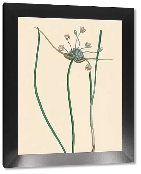 Allium oleraceum, var. genuinum. Field Garlic, var. a, 19th Century