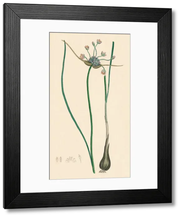Framed Print : Allium oleraceum, var. genuinum. Field Garlic, var. a, 19th Century Framed Print : Allium oleraceum, var. genuinum. Field Garlic, var. a, 19th Century