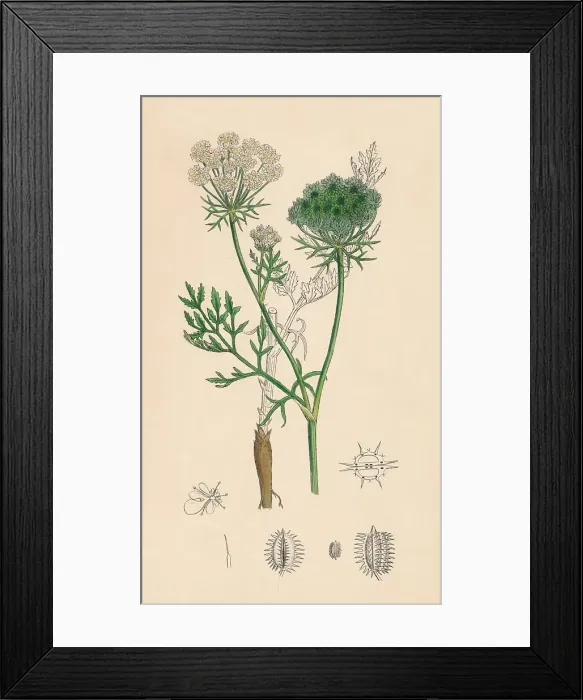 Framed Print : Daucus Carota. Wild Carrot, 19th Century Framed Print : Daucus Carota. Wild Carrot, 19th Century