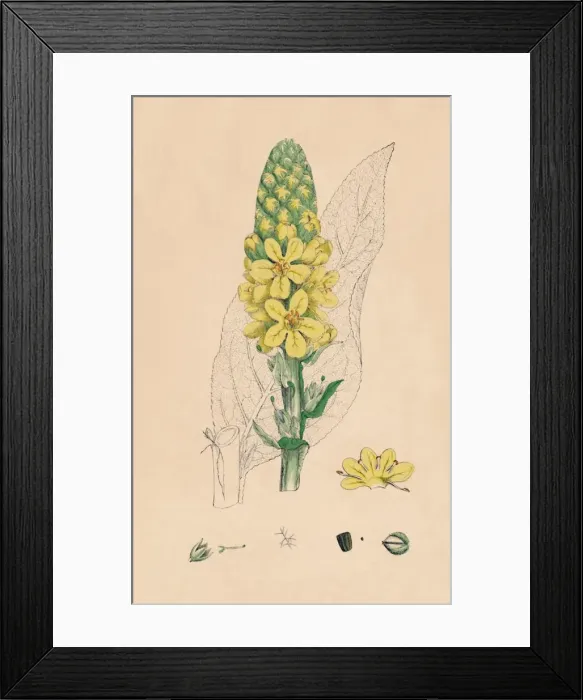 Framed Print : Verbascum Thapsus. Great Mullein, 19th Century Framed Print : Verbascum Thapsus. Great Mullein, 19th Century