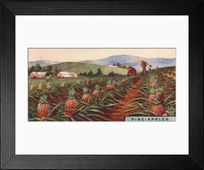 Framed Print : Pine-apples. - Gathering the Fruit, Hawaii, 1928 Framed Print : Pine-apples. - Gathering the Fruit, Hawaii, 1928