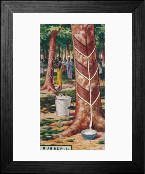 Framed Print : Rubber, 1. Tapping the Trees, Ceylon, 1928 Framed Print : Rubber, 1. Tapping the Trees, Ceylon, 1928