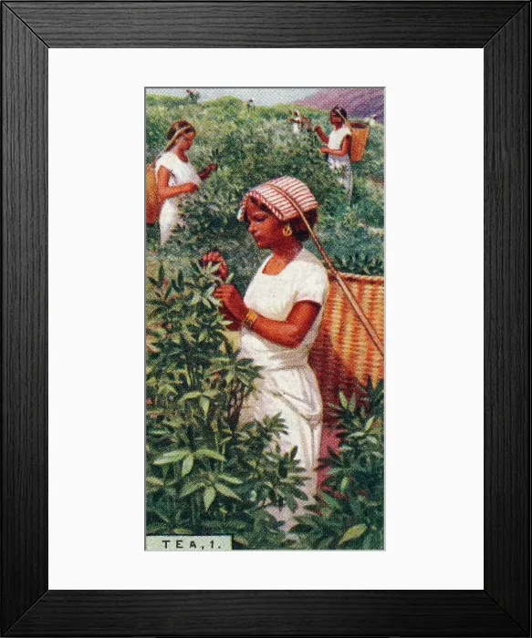 Framed Print : Tea, 1. - Plucking the Leaves, Ceylon, 1928 Framed Print : Tea, 1. - Plucking the Leaves, Ceylon, 1928