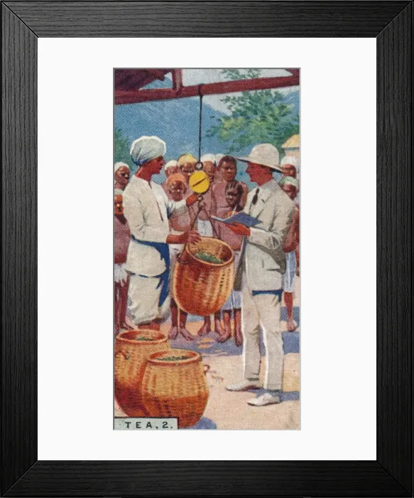 Framed Print : Tea, 2. - Weighing the Pickings, Ceylon, 1928 Framed Print : Tea, 2. - Weighing the Pickings, Ceylon, 1928