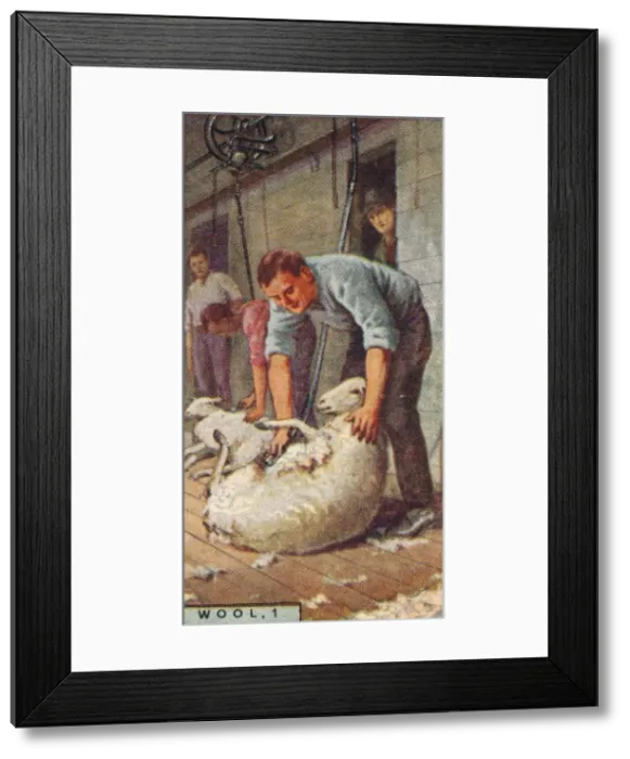 Framed Print : Wool, 1. - Shearing Sheep by Machinery, Australia, 1928 Framed Print : Wool, 1. - Shearing Sheep by Machinery, Australia, 1928