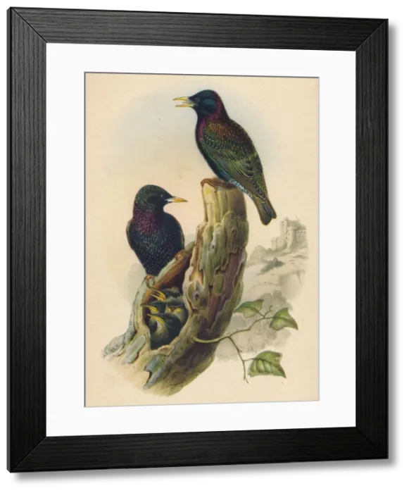 Framed Print : Starling, c19th century Framed Print : Starling, c19th century